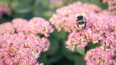 Bumble bee on purple flower Stock Footage 154154751