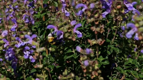 Bumble bee on a purple flower Stock Footage 346555713