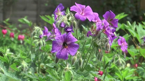 Bumble bee on purple geranium Stock Footage 76001660