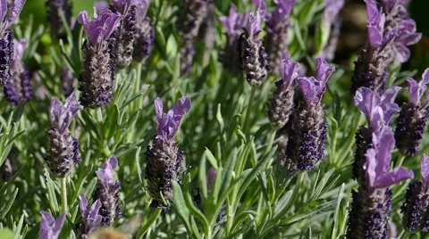 Bumble bee, purple lavender in slow motion Stock Footage 52211026