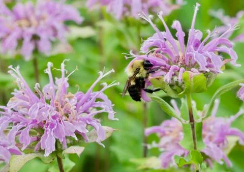 Bumble Bee Reaching Hard Stock Photos