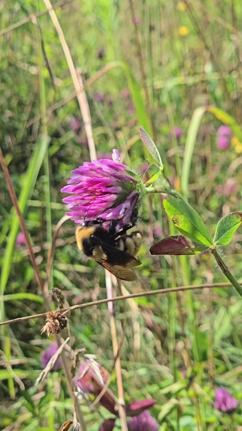 Bumble Bee on Red Clover Flower Видео 315064982