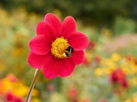 Bumble bee on a red Dahlia flower with a blurred background Stock Photos