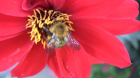 Bumble bee on red flower Video stock 28498590