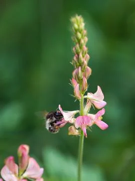 Bumble bee on red flower Stock Photos