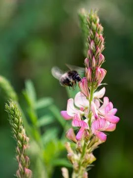 Bumble bee on red flower Stock Photos
