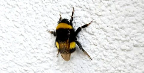 Bumble bee resting on a wall Stock Photos
