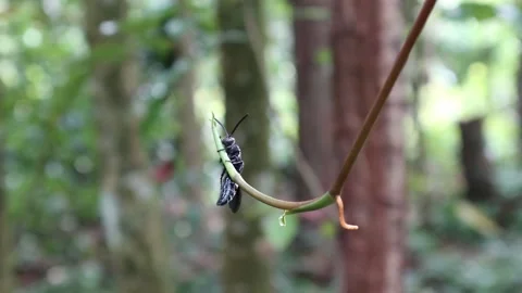 A bumble bee rests at the tip of a vine Video stock 151557921