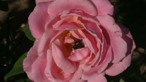 Bumble Bee in Rose Stock Footage 865217