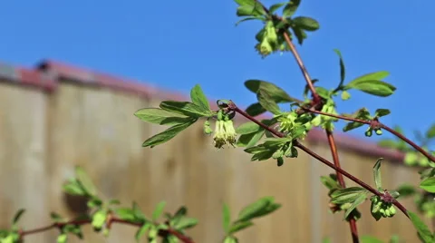 Bumble bee sat on honeysuckle flower Stock Footage 49929091