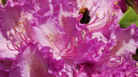 Bumble bee searches for nectar in spring flower. 4k downscale to 1080p. Video stock 38000194