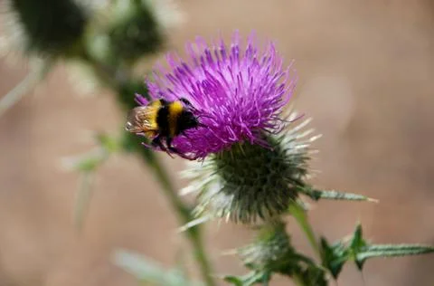 Bumble bee searching for nectar on a thistle Stock Photos