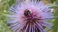 Bumble Bee searching pollen in blooming thistle flower close up 4k 4k or 4k+ Resolution