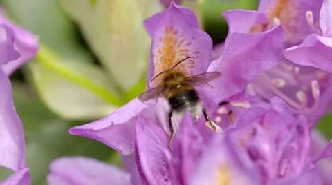 Bumble Bee Settled atop Pink Flower and Flying Off Stock Footage 51444825