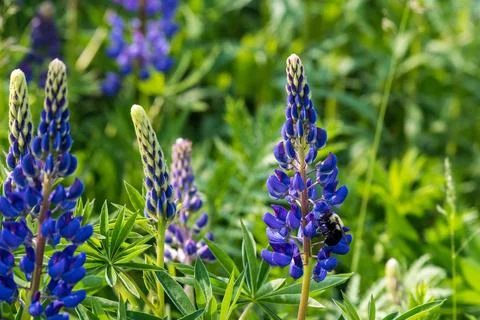 Bumble Bee side on Lupin Stock Photos
