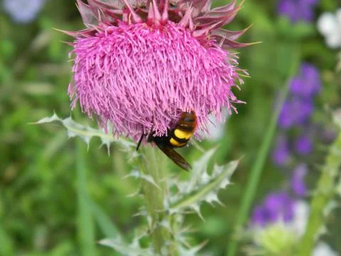 Bumble-bee on silybum flower Stock Photos