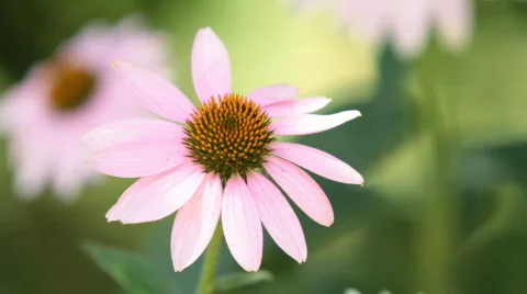Bumble-bee sits on a flower Stock Footage 810569
