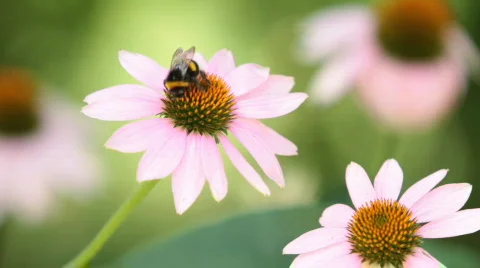 Bumble-bee sits on a flower Stock Footage 832244