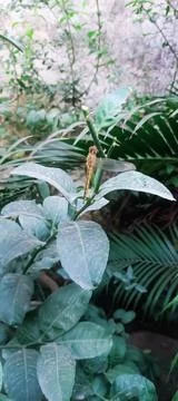 Bumble bee sitting on the lemon tree in the evening time Stock Photos
