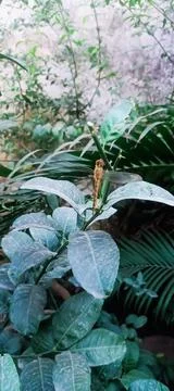 Bumble bee sitting on the lemon tree in the evening time Stock Photos