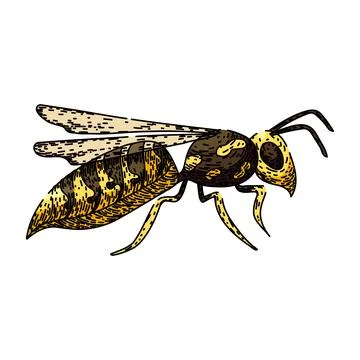 Bumble bee sketch hand drawn vector Stock Illustration