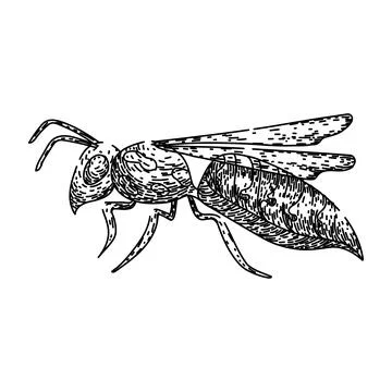 Bumble bee sketch hand drawn vector Stock Illustration