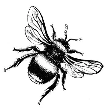 Bumble bee sketch Illustrazione stock