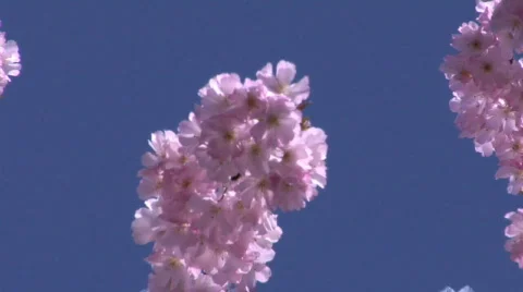 Bumble bee slo-mo 스톡 동영상 69082