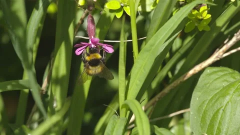 BUMBLE BEE SLOW-MO 2K Video stock 130434233
