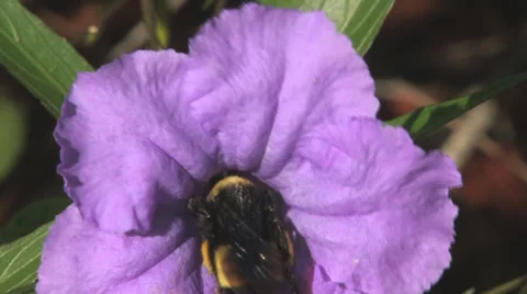 Bumble Bee Slow-Mo Clip 2 Stock Footage 26282216