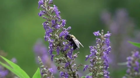 Bumble bee slow mo 動画素材 139574276