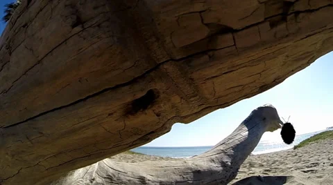 Bumble Bee in slow motion 0960-a Stock Footage 37148644