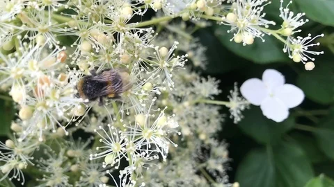 Bumble bee in slow motion collecting pollen from flowers Video stock 108971577
