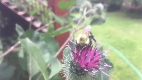 Bumble Bee in Slow Motion on Flower Video stock 248260948