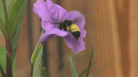Bumble Bee Slow Motion Stock Footage 25602204