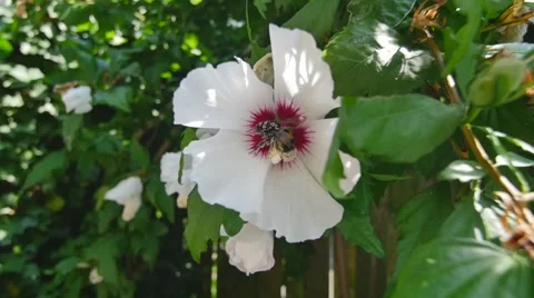 Bumble bee slow motion Stock Footage 40678376