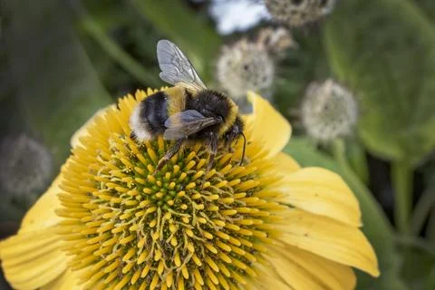 Bumble Bee on spring flower Foto stock