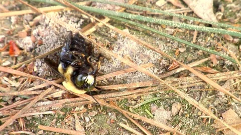 A Bumble Bee Struggles Stock Footage 105203456