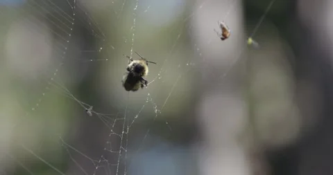 Bumble bee struggling while stuck to a spiderweb Stock Footage 310410466