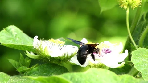 Bumble bee sucking nectar. Stock Footage 49464728