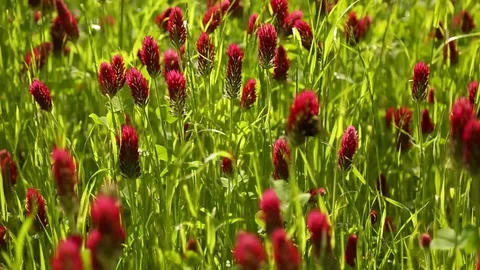 Bumble Bee Summer Grass Stock Footage 94337911