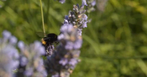 Bumble bee on summers day  Stock Footage 113148462