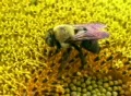 Bumble Bee on Sunflower 01 SD Footage