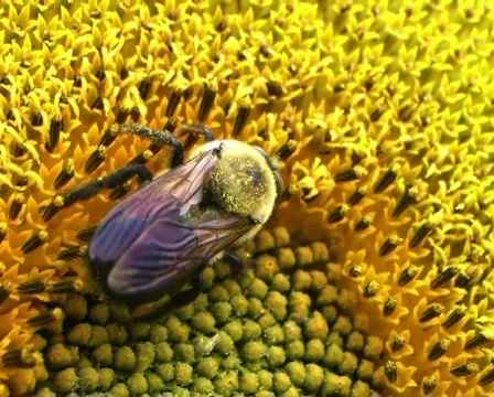 Bumble Bee on Sunflower 01 動画素材 135249