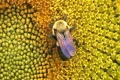 Bumble Bee on Sunflower 02 Footage
