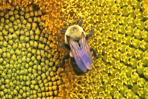 Bumble Bee on Sunflower 02 動画素材 2773365