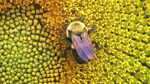 Bumble Bee on Sunflower 02 Stock Footage 8622215