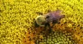 Bumble Bee on Sunflower HD Footage