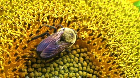 Bumble Bee on Sunflower Stock Footage 83884
