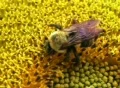 Bumble Bee on Sunflower Footage